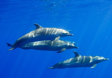 ツアー詳細 - ハワイ 人気オプショナルツアーのご予約はJALPAKハワイ